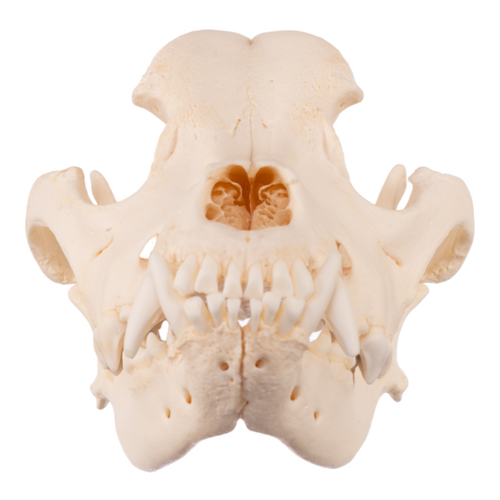 Real Domestic Dog Skull - Mastiff