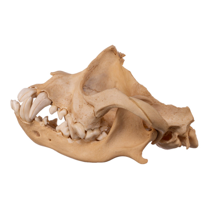 Real Domestic Dog Skull - Chihuahua Mix (Partial)