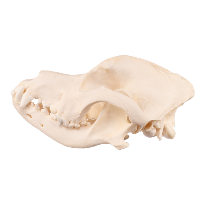 Real Domestic Dog Skull - Mastiff