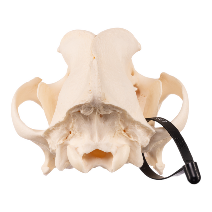Real Domestic Dog Skull - Mastiff
