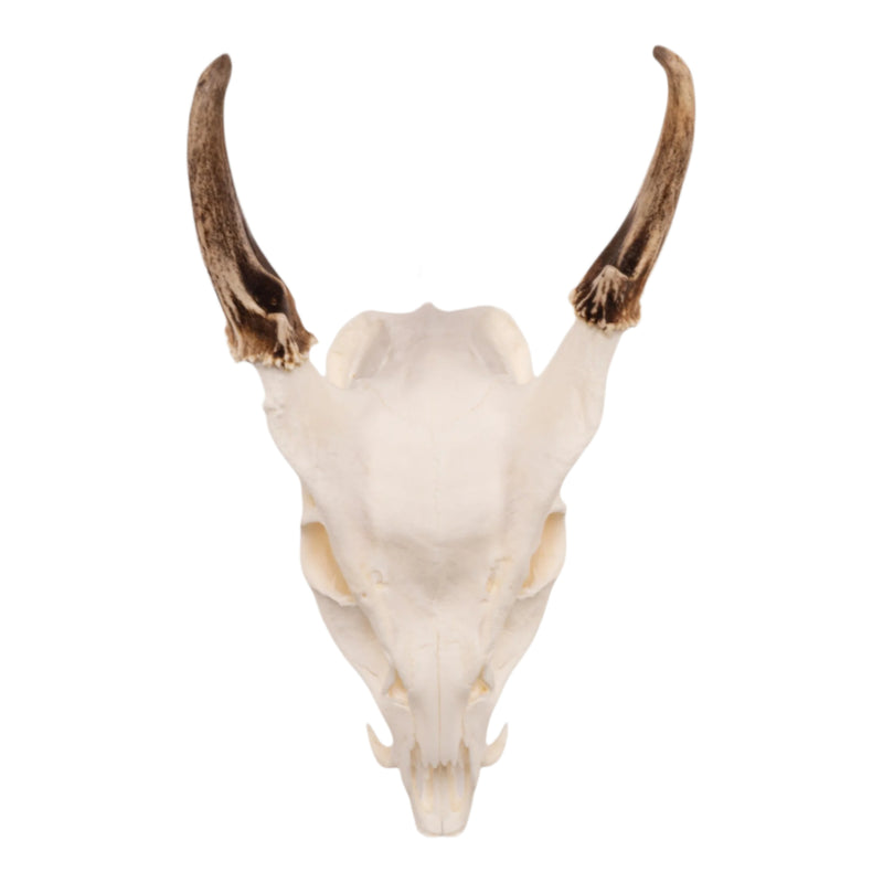 Real Reeve's Muntjac Skull with Mandible