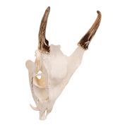 Real Reeve's Muntjac Skull with Mandible
