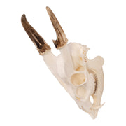 Real Reeve's Muntjac Skull with Mandible