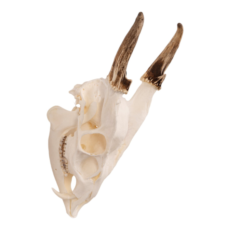 Real Reeve's Muntjac Skull with Mandible