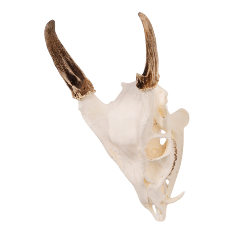 Real Reeve's Muntjac Skull with Mandible