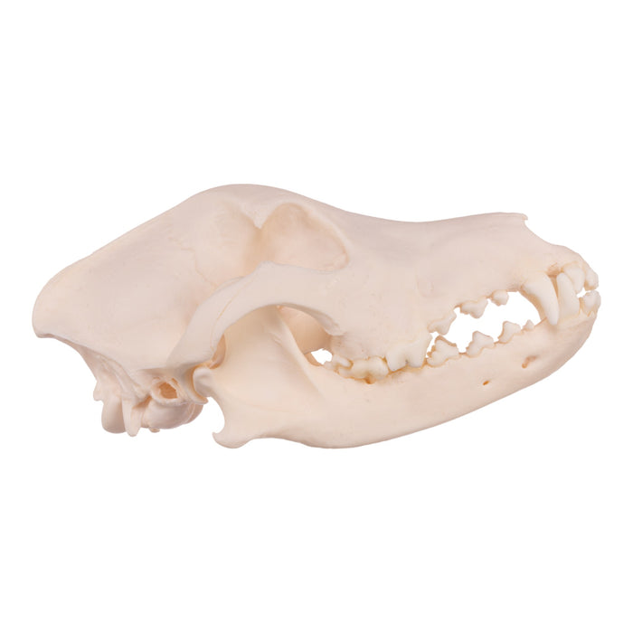 Real Domestic Dog Skull - Collie