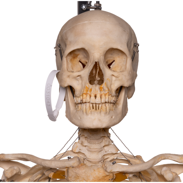 Real Articulated Human Skeleton