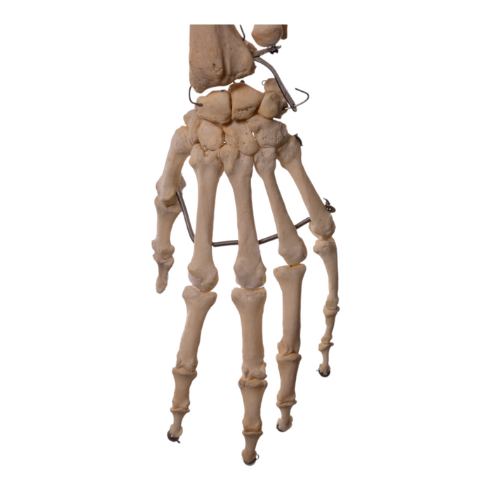 Real Articulated Human Skeleton