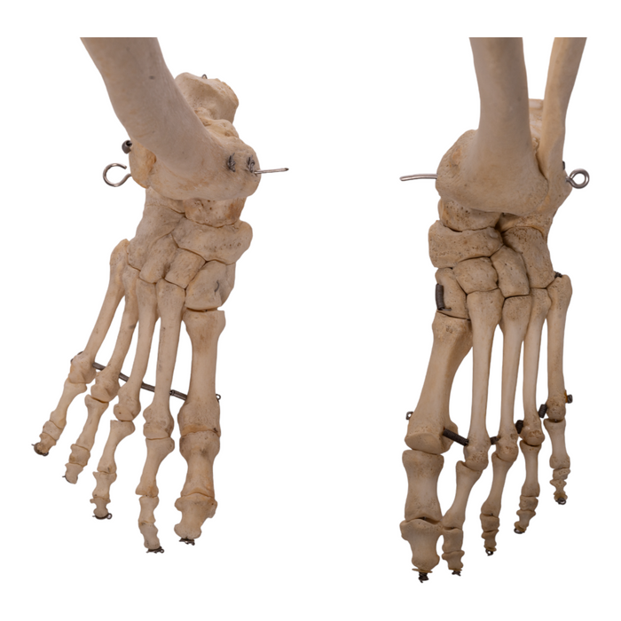 Real Articulated Human Skeleton