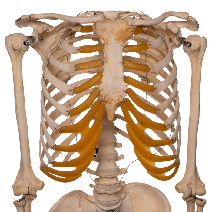Real Articulated Human Skeleton