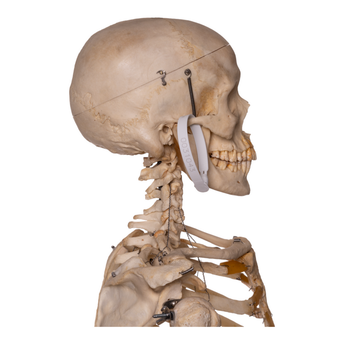 Real Articulated Human Skeleton