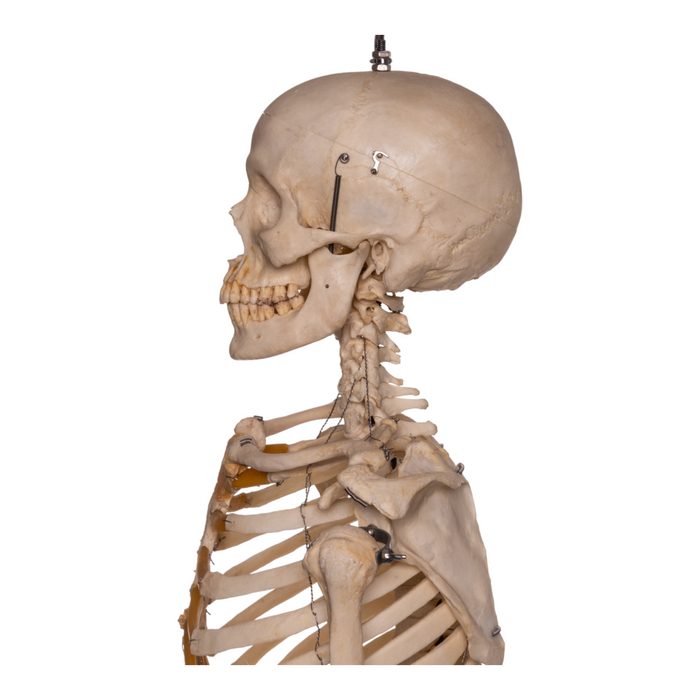 Real Articulated Human Skeleton