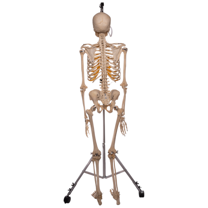 Real Articulated Human Skeleton