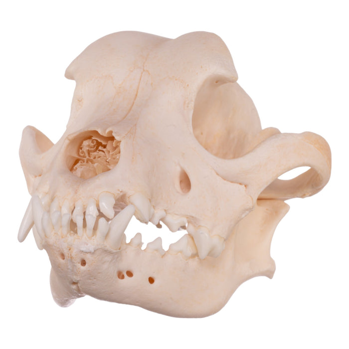 Real Domestic Dog Skull - Boxer