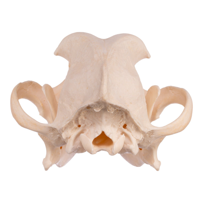 Real Domestic Dog Skull - Boxer