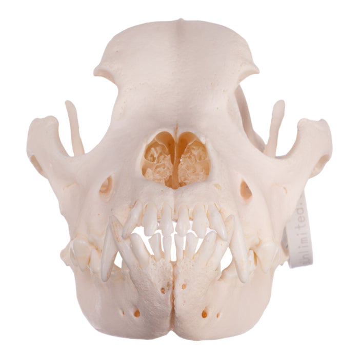 Real Domestic Dog Skull - Rottweiler