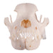 Real Domestic Dog Skull - Rottweiler