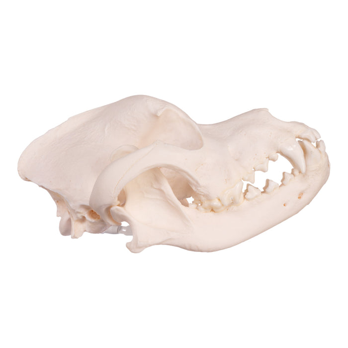 Real Domestic Dog Skull - Rottweiler