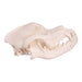 Real Domestic Dog Skull - Rottweiler