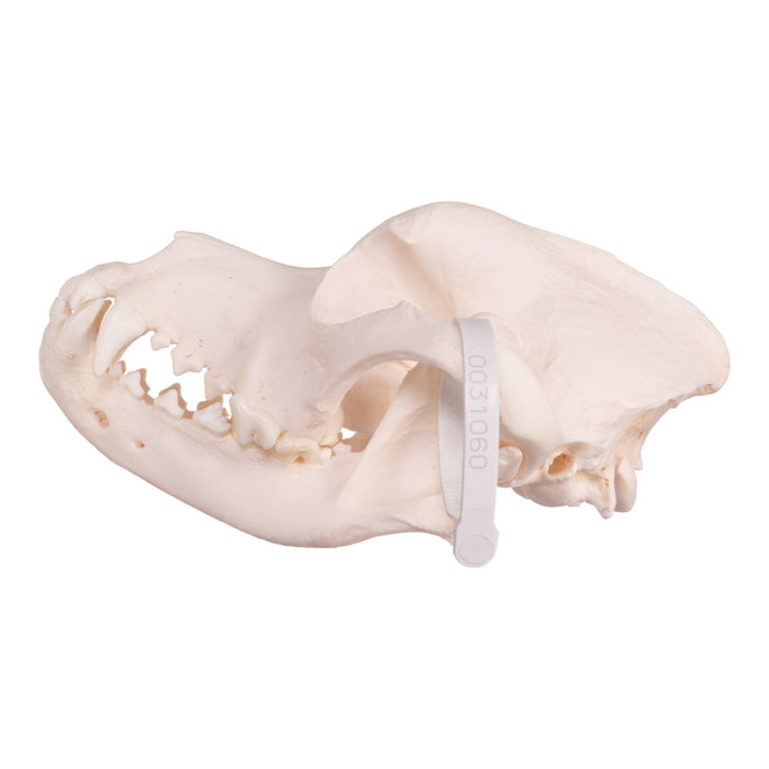 Real Domestic Dog Skull - Rottweiler