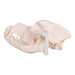 Real Domestic Dog Skull - Rottweiler