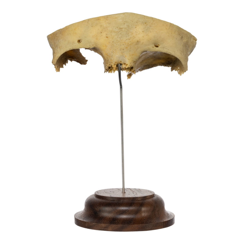 Real Human Partial Frontal Bone on Stand
