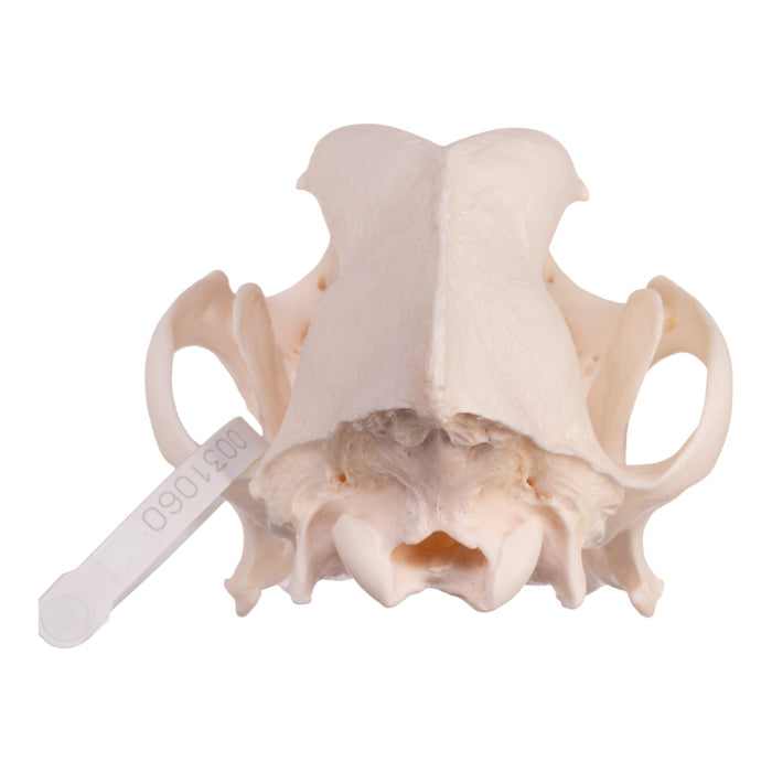 Real Domestic Dog Skull - Rottweiler