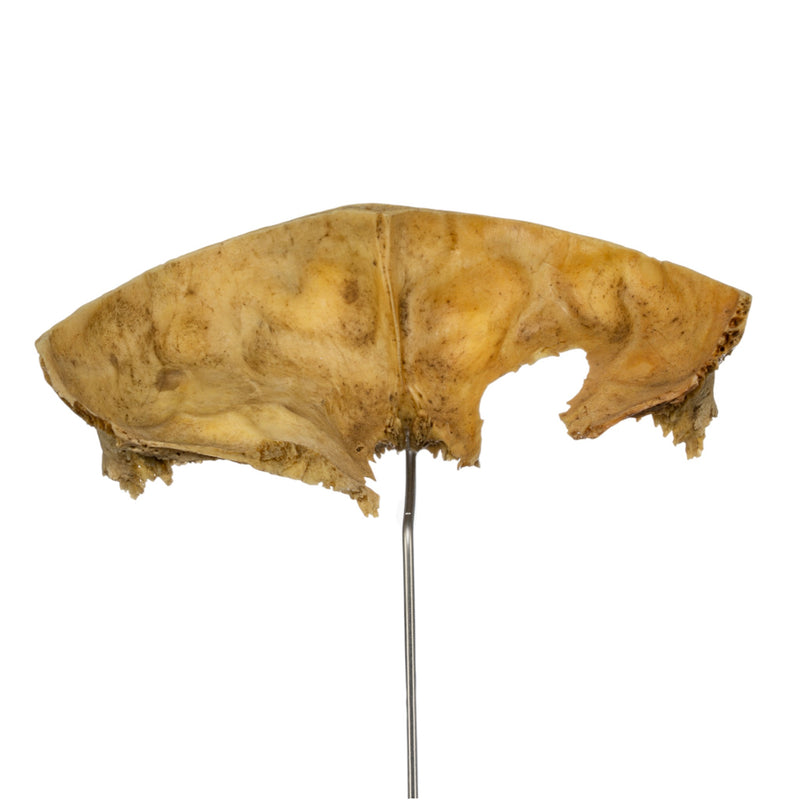 Real Human Partial Frontal Bone on Stand