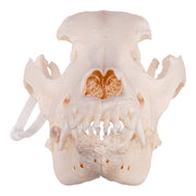 Real Domestic Dog Skull - Mastiff