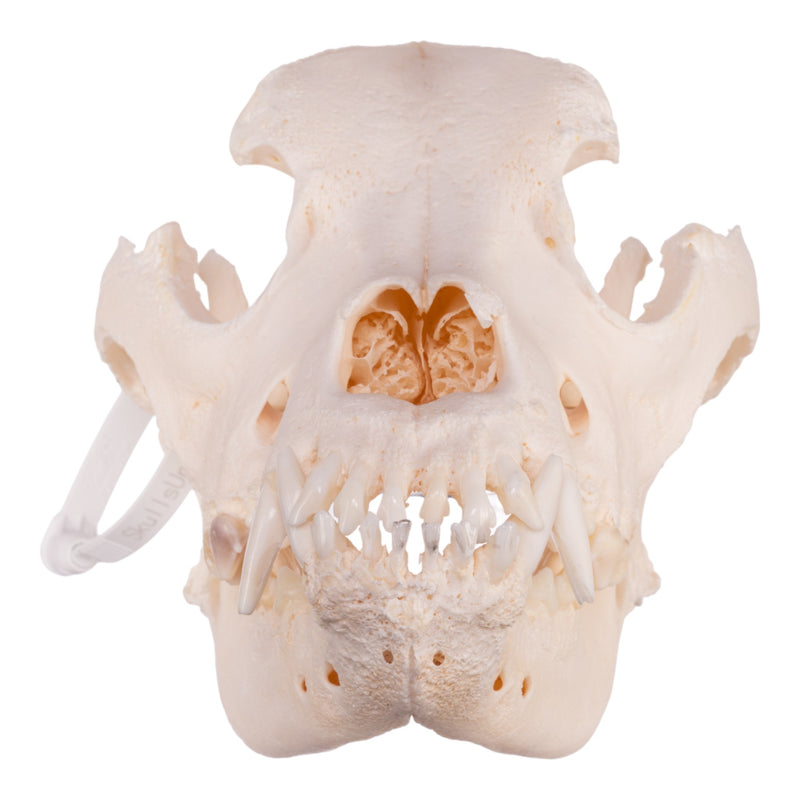 Real Domestic Dog Skull - Mastiff