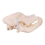 Real Domestic Dog Skull - Mastiff