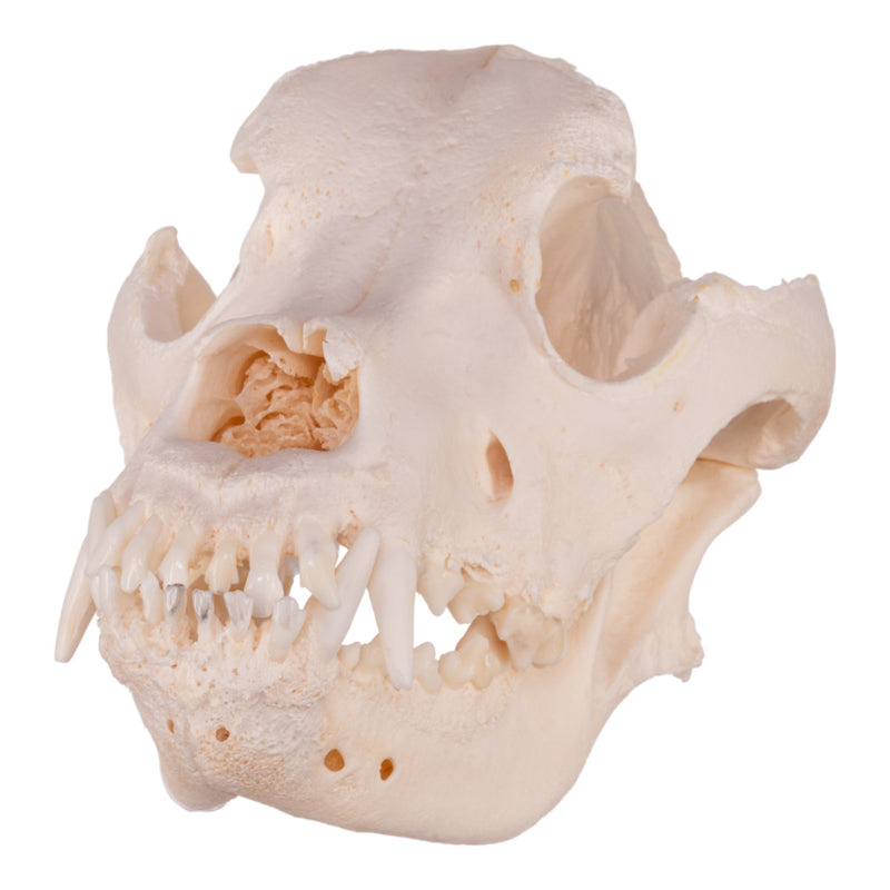 Real Domestic Dog Skull - Mastiff