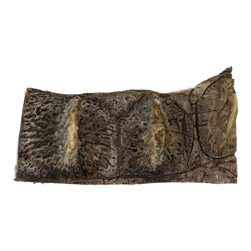 Real Nile Crocodile Hide