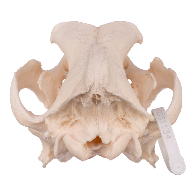 Real Domestic Dog Skull - Mastiff