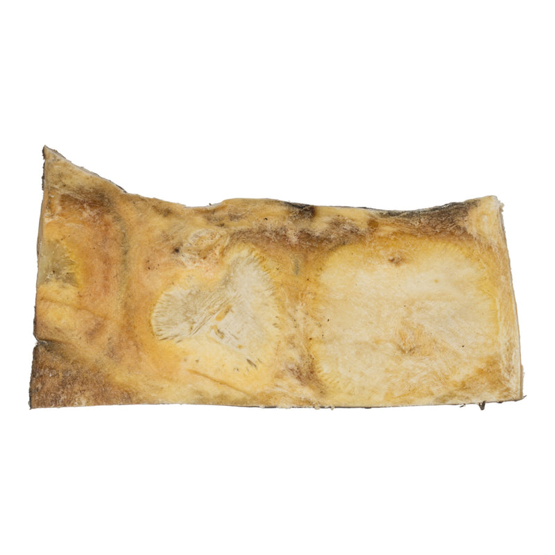 Real Nile Crocodile Hide