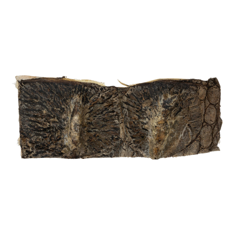 Real Nile Crocodile Hide