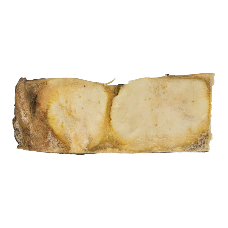 Real Nile Crocodile Hide