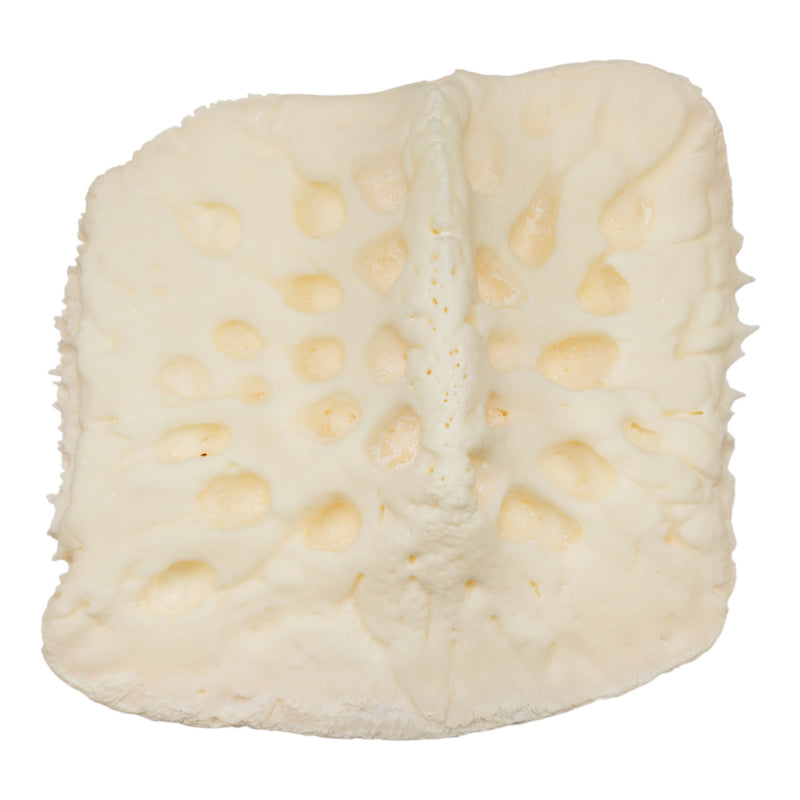 Real Nile Crocodile Osteoderm - Single