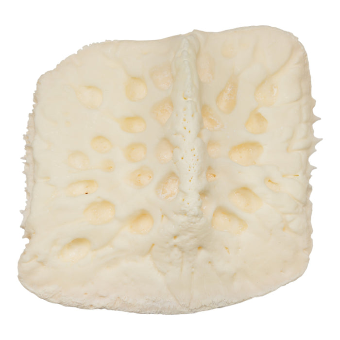 Real Nile Crocodile Osteoderm - Single