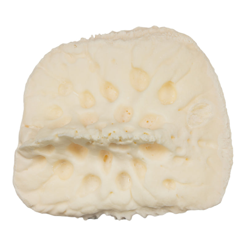 Real Nile Crocodile Osteoderm - Single