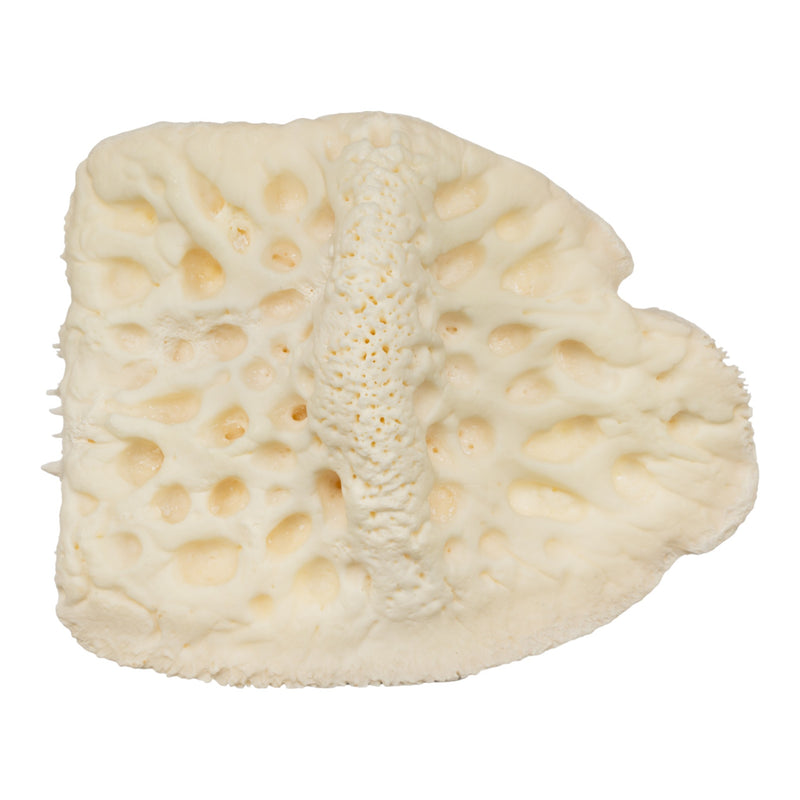 Real Nile Crocodile Osteoderm - Single