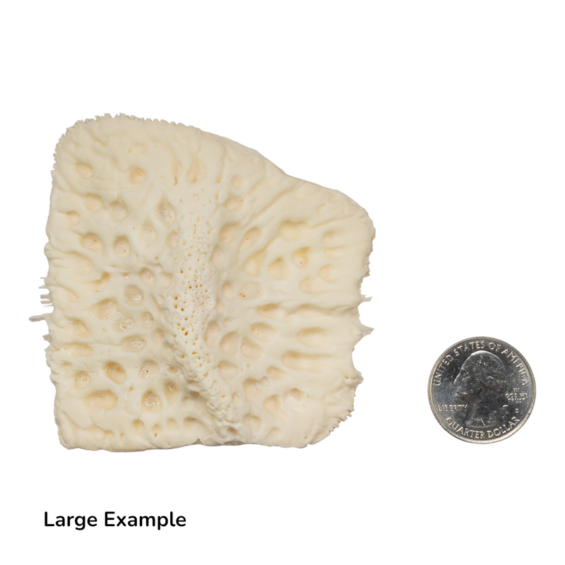 Real Nile Crocodile Osteoderm - Single