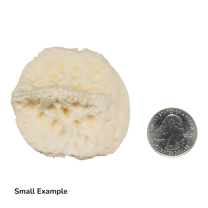 Real Nile Crocodile Osteoderm - Single