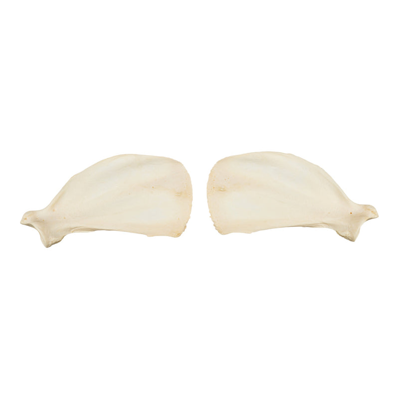 Real Domestic Dog Scapula Set