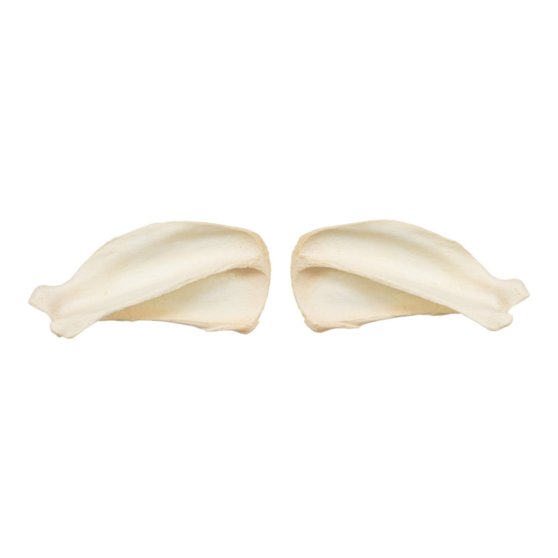 Real Domestic Dog Scapula Set