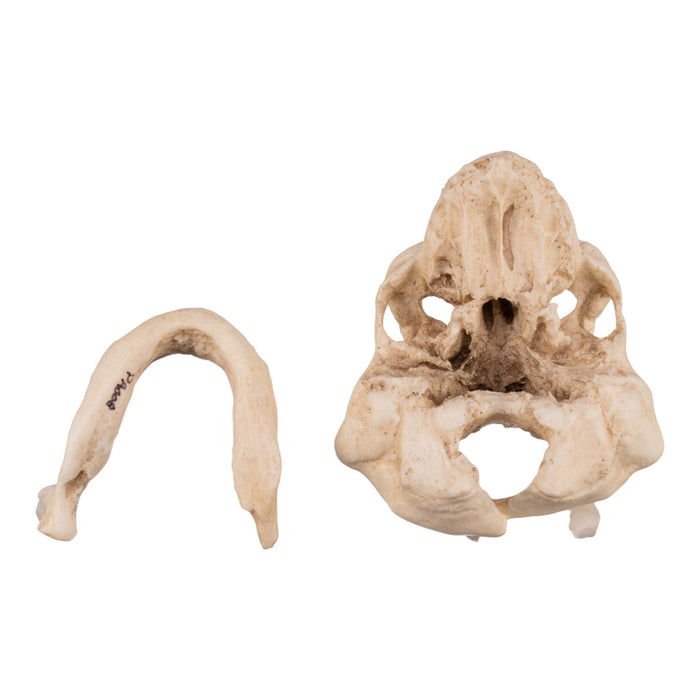 Replica Human Fetal Skull with Anencephaly