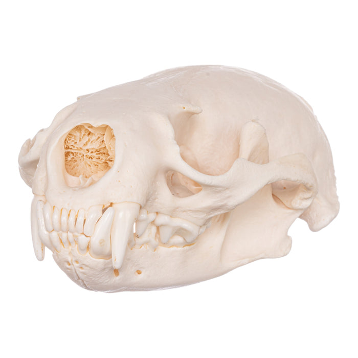 Real American River Otter Skeleton - Disarticulated