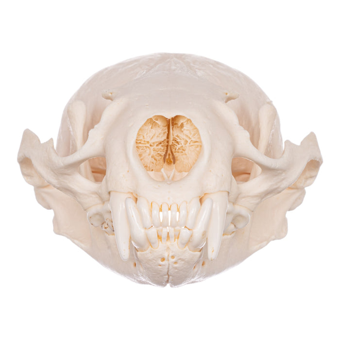 Real American River Otter Skeleton - Disarticulated