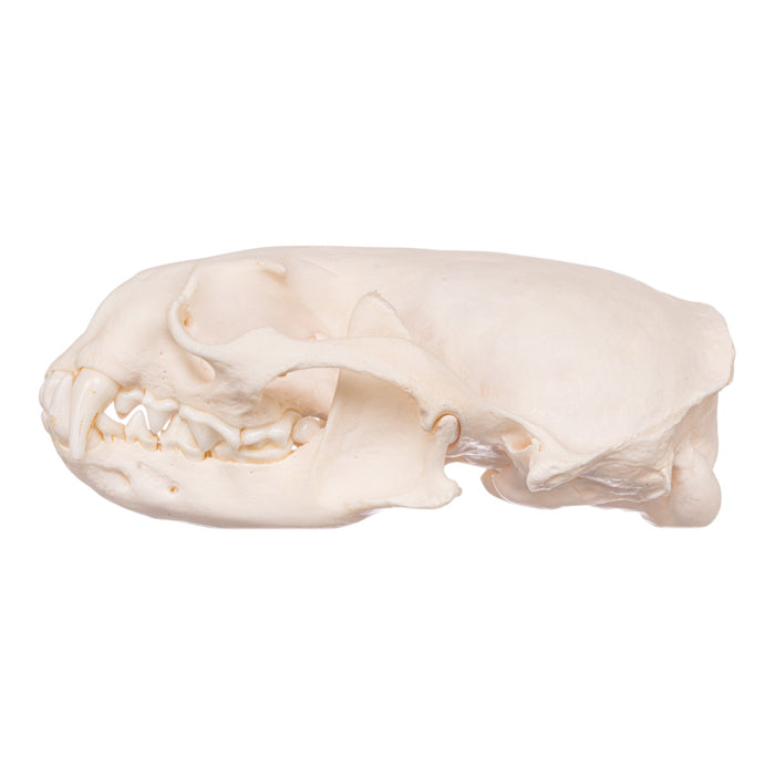 Real American River Otter Skeleton - Disarticulated