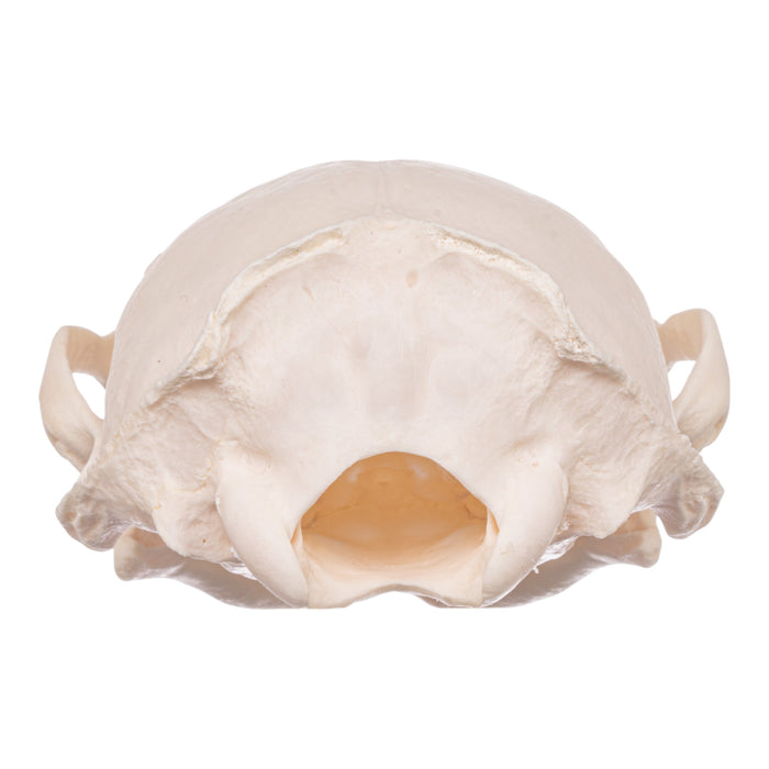 Real American River Otter Skeleton - Disarticulated